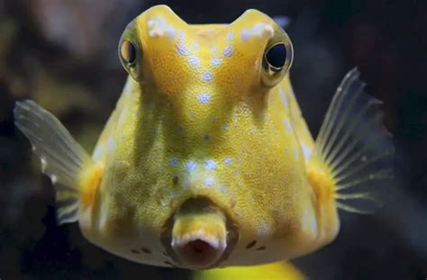 cowhead fish|7 Little Known Facts About The Longhorn Cowfish (With Photos).